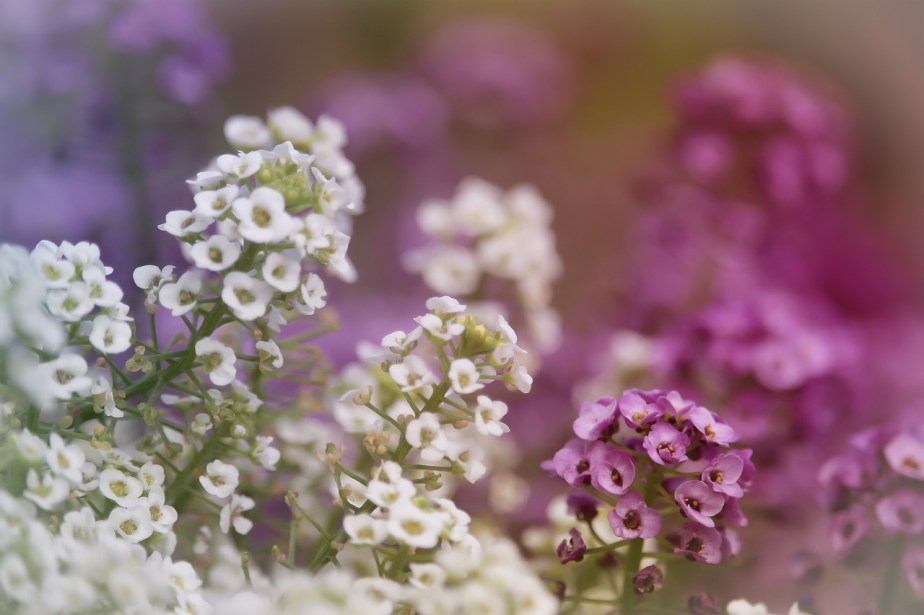 Alyssum