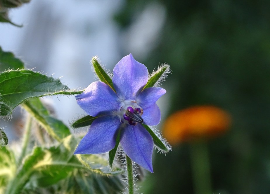 Borage