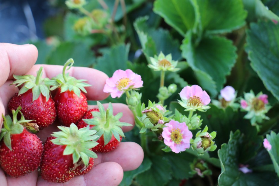 Double Pleasures (6)