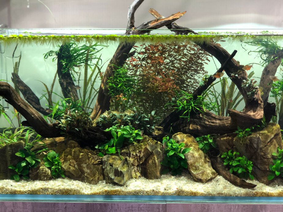 aquascaping-3