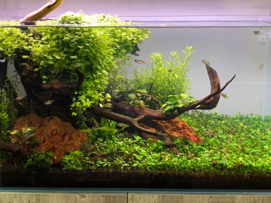 aquascaping-6