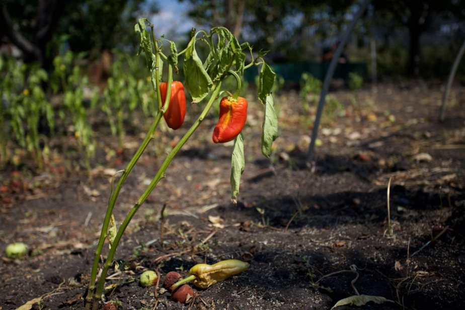 lallage-snow-war-gardens-2