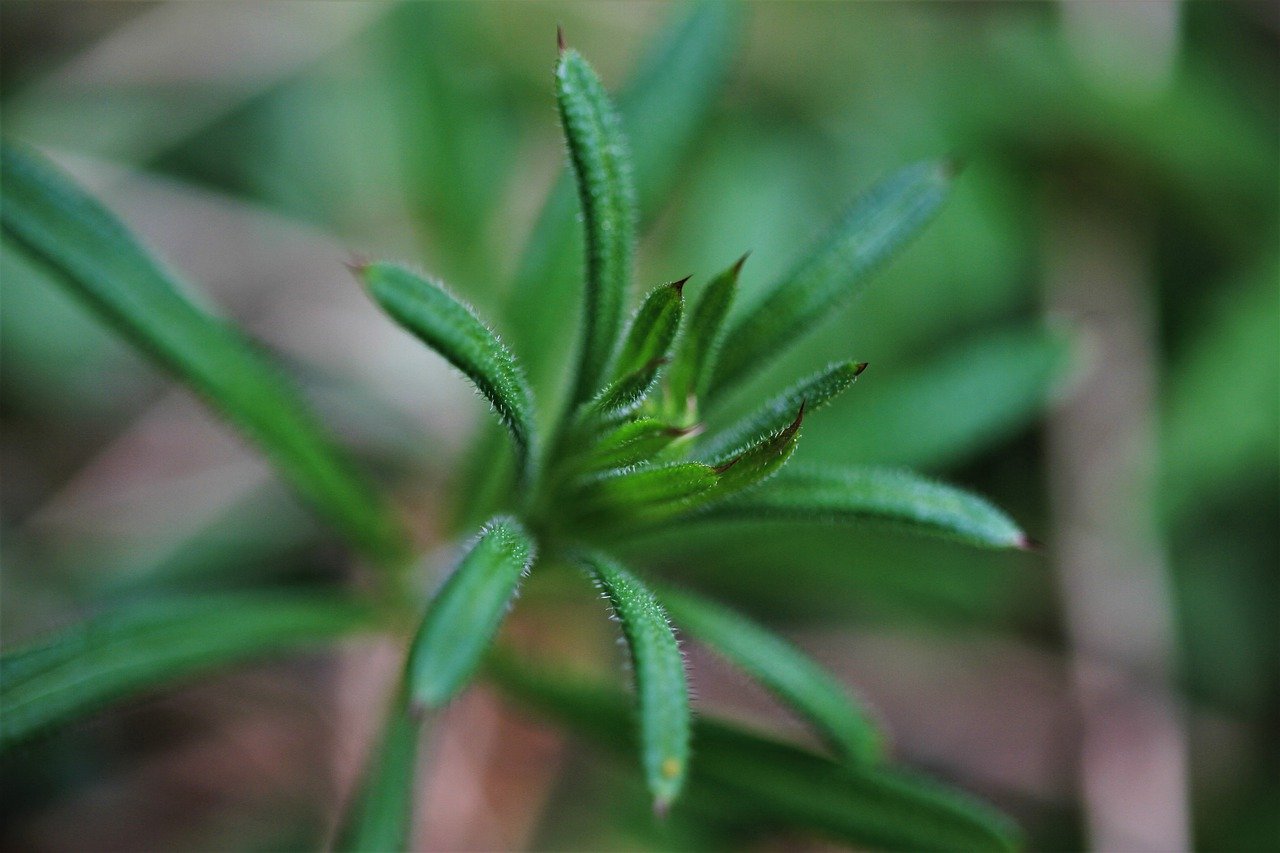 Galium aparine